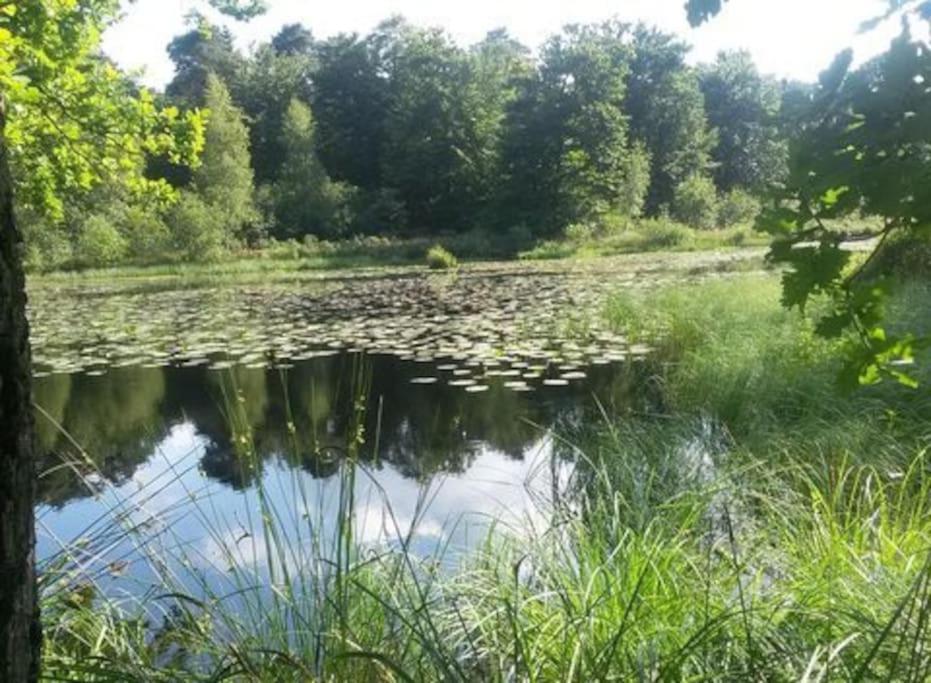 Natuurhuisje Oisterwijk Villa Esterno foto