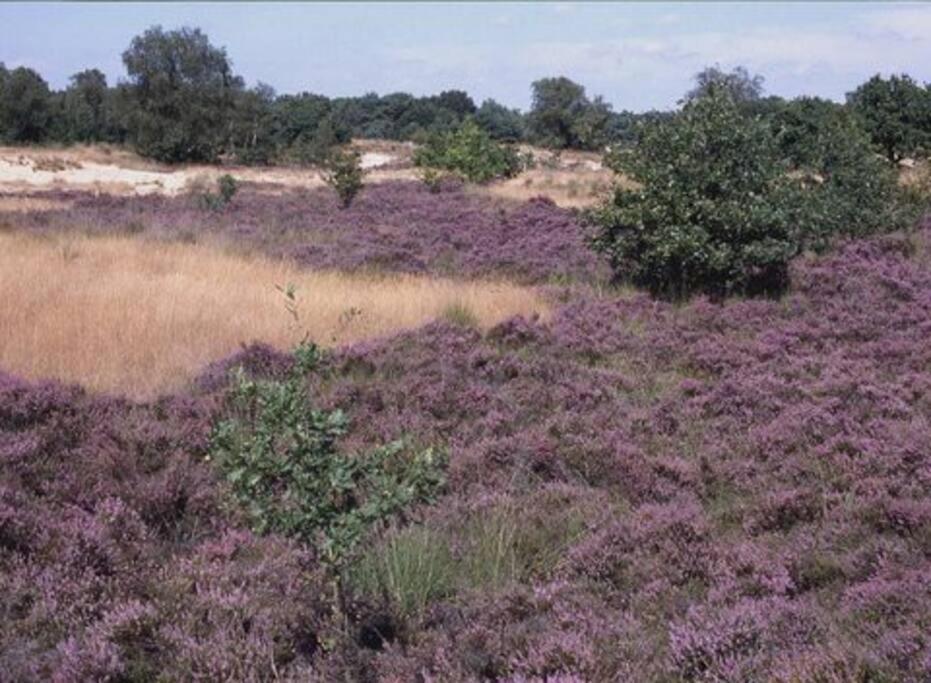 Natuurhuisje Oisterwijk Villa Esterno foto